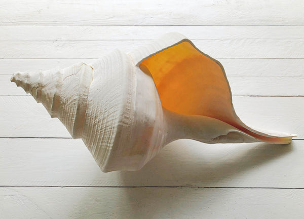 Giant Natural White Trumpet Triton Shell
